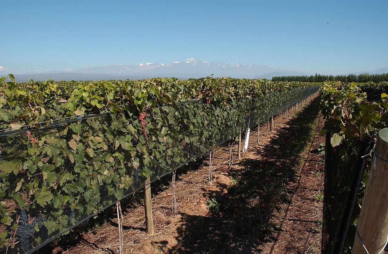 Rota do Vinho — Maipú